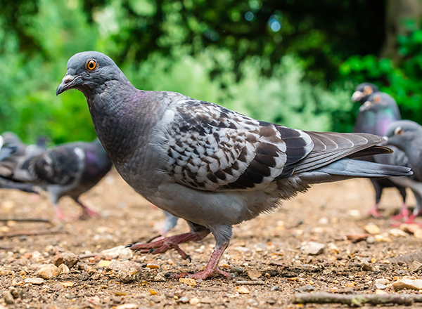 Pigeons in a park