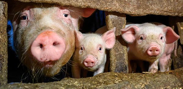 Young dirt piglet are feeding on farms pig. Pigs portrait