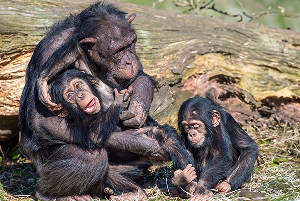 Playful chimpanzee family in natural habitat