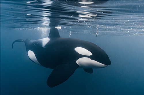 portait of orca in norway