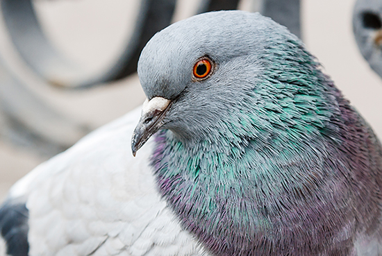 portrait of a beautiful dove