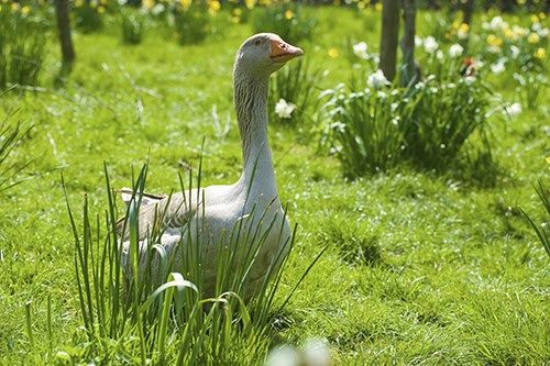 Portrait of goose in daffodil meadow