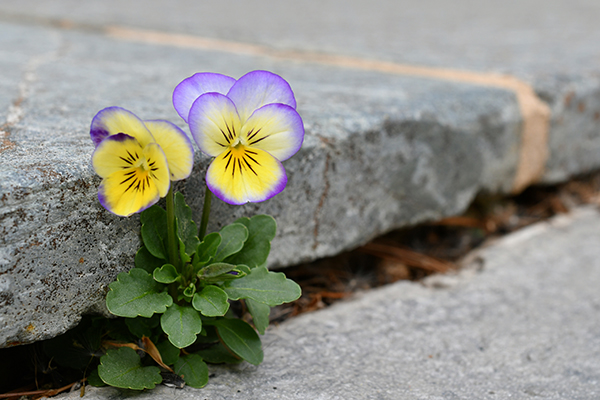 purple-pansy-growing-out-of-the-concrete-pavement-600 פרח קטן ויפה צומח בשולי מדרכה אפורה