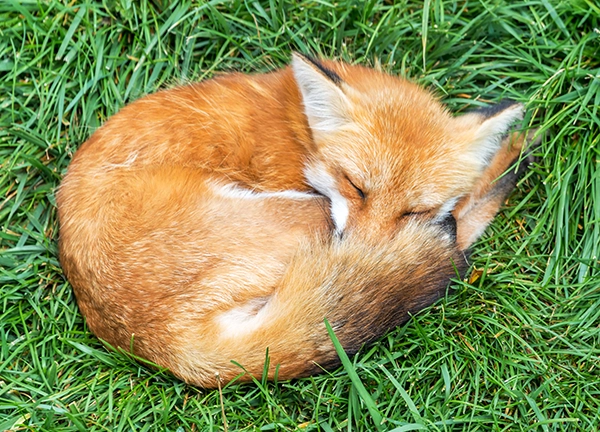 red-fox-curled-up-asleep-in-green-grass