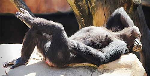 relaxed-chimpanzee-resting-on-rock-in-sunlight