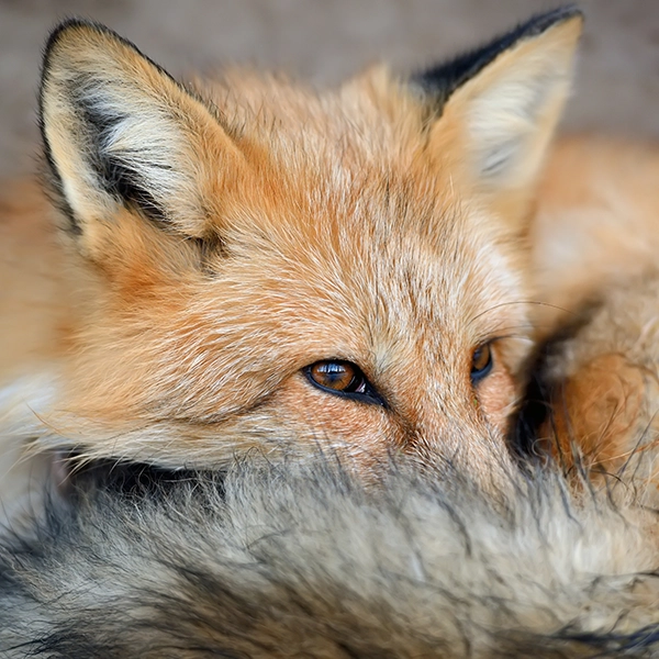 resting-fox-face-in-a-close-up-portrait