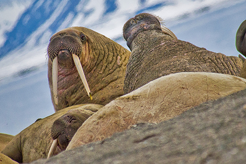 Resting Walrus on the Beach, Arctic, Norway
