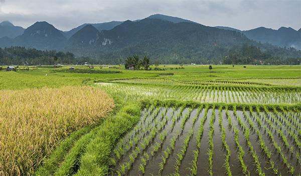 Rice paddy fields landscape, Bukittinggi, West Sumatra, Indonesia, Asia