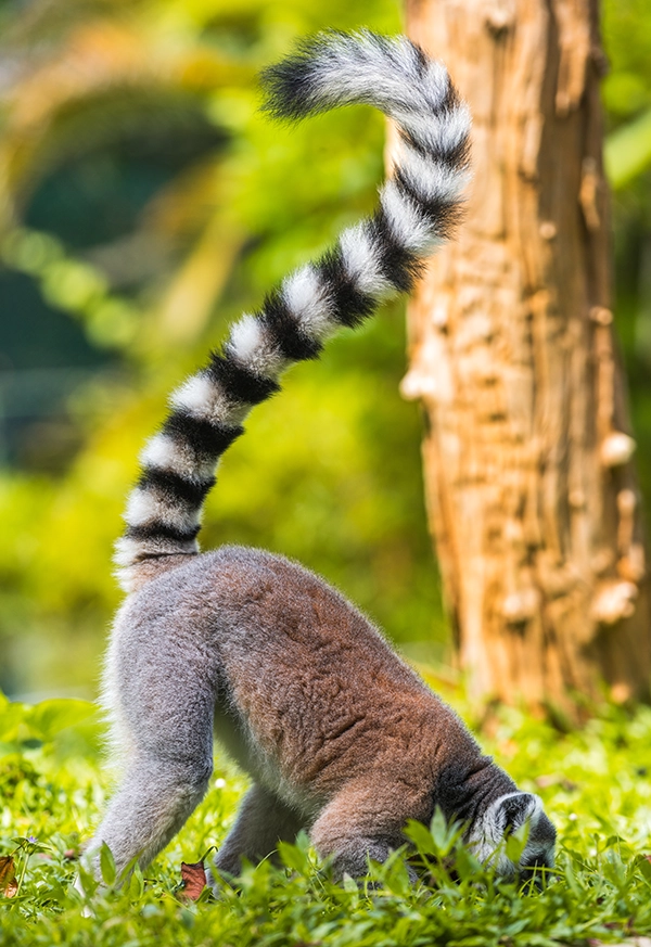 ring-tailed-lemur-as-it-forages-on-the-ground