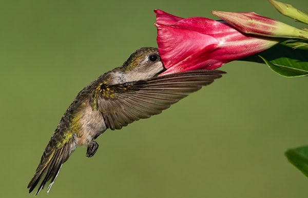 ruby-throated-hummingbird-with-mandavilla-flower-600 יונק דבש יונק צוף מפרח תוך כדי מעוף במקום
