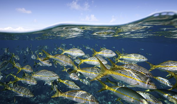 School of yellowstriped fish swimming under the clear blue sea School of yellowstriped fish swimming under the clear blue sea