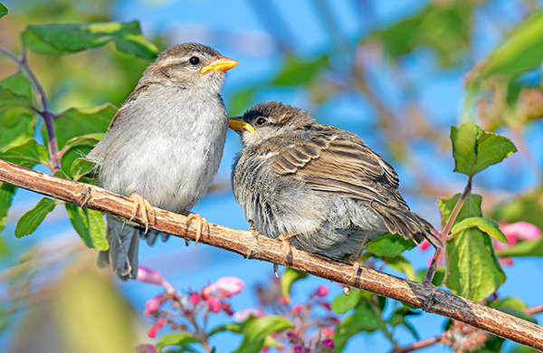 Sparrow sitting on the twig of a bush זוג דרורים על ענף