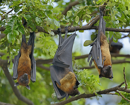 Flying fox