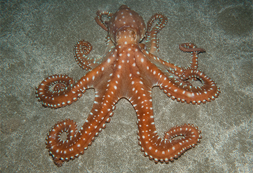 spotted-octopus-on-sandy-ocean-floor