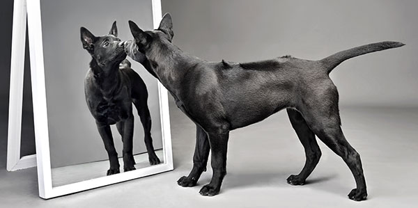 standing-puppy-looking-at-mirror