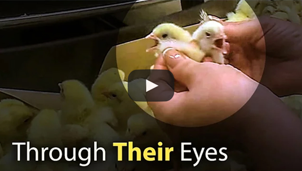 through their eyes - chicks