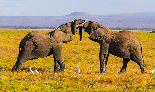 Two African elephants engaged in a mock battle Two African elephants engaged in a mock battle