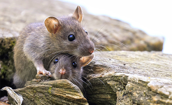 Vertical shot of two mice in a forest in Tropea, Italy