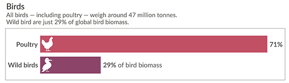 wild-bird-comparison