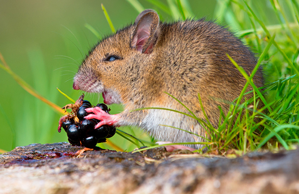Wild mouse eating raspberry on log sideview עכבר אוכל תות בר בהנאה