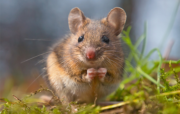 Wild mouse sitting on hind legs