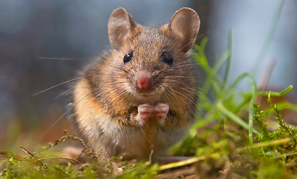 Wild mouse sitting on hind legs עכבר חמוד