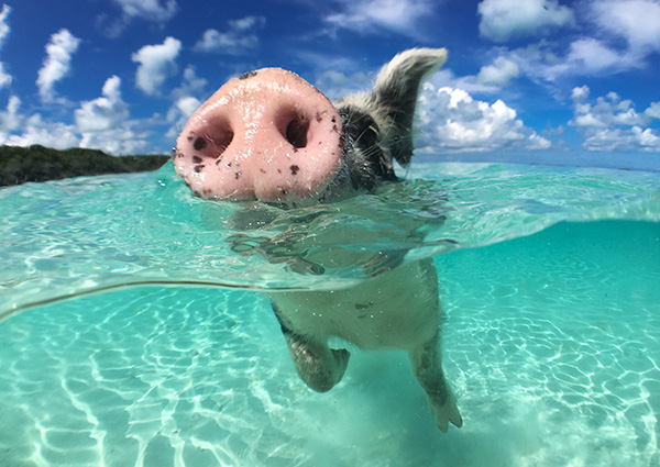 Wild, swimming pig on Big Majors Cay in The Bahamas חזיר שוחה להנאתו במים הצלולים באיי הבהאמה
