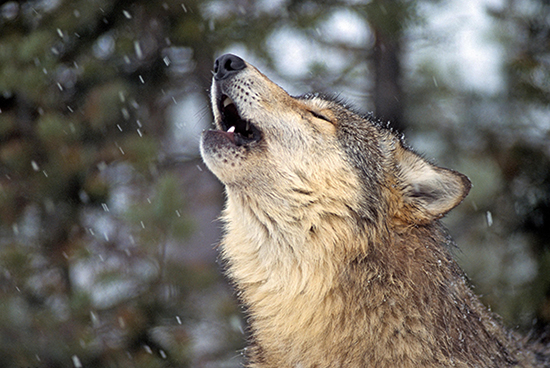 wolf, howling, wilderness, realistic, powerful