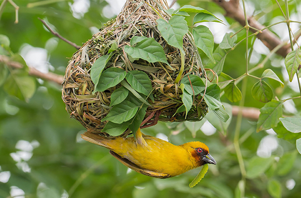 Yellow bird building nest in tree with green leaves.