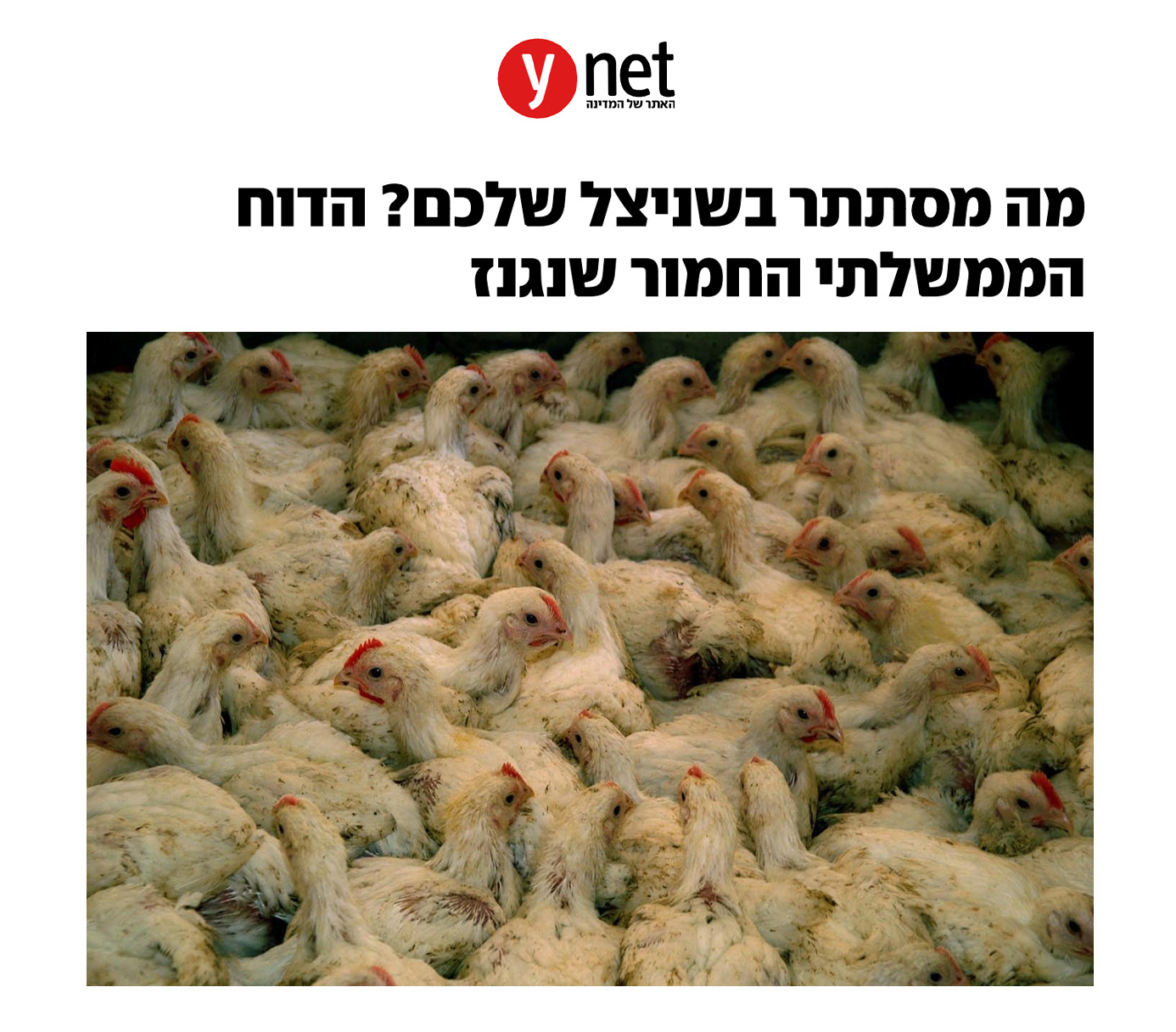 כותרת של כתבה בוויינט ותמונה של הרבה אפרוחים צפופים מאוד