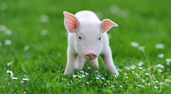 Young pig on grass חזרזיר חזירון על עשב