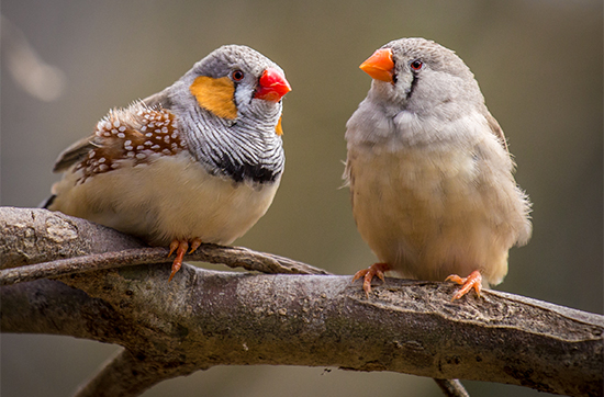 zebra finches