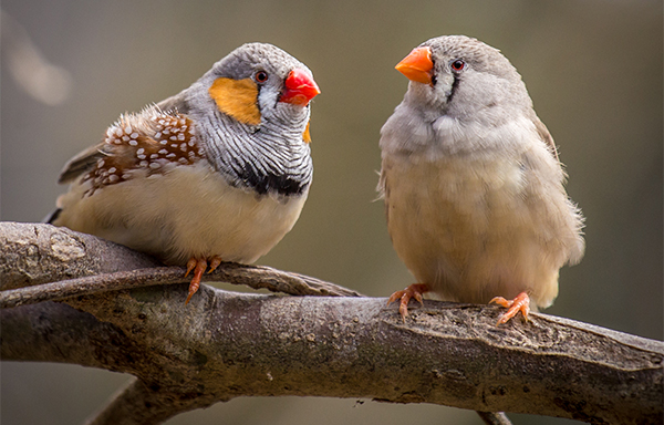 zebra finches