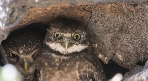 Closeup shot of burrowing owlets peeking out of a burrow