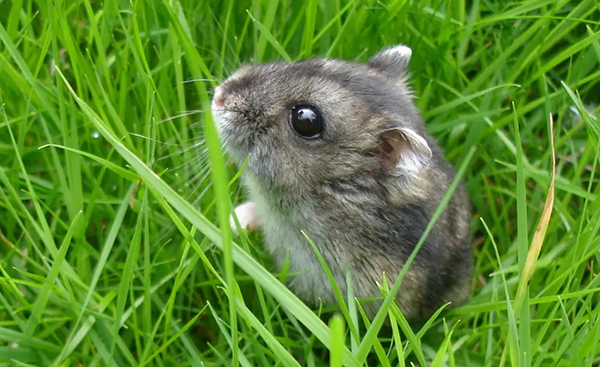 אוגר ננס קמפבל