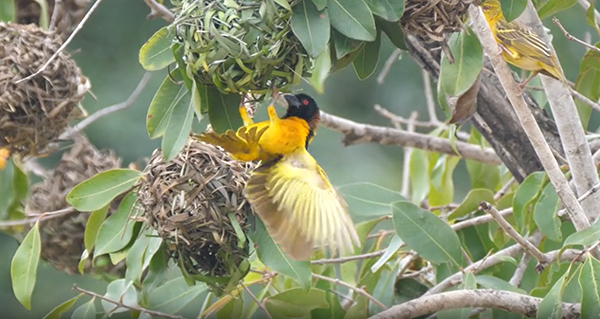 אורג הכפר אורג תוך נפנוף כנפיים נמרץ