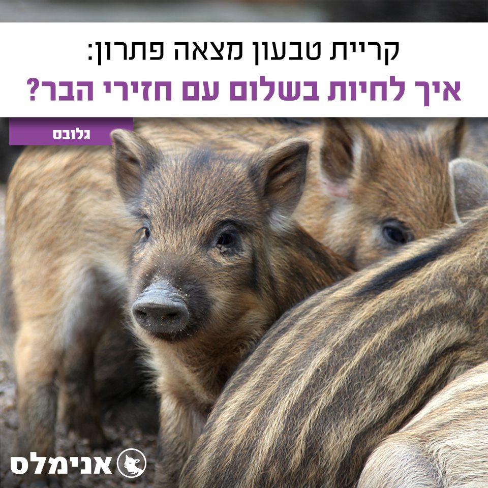איך לחיות בשלום עם חזירי הבר?