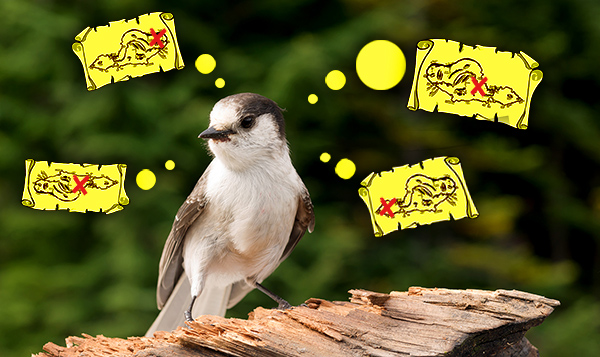 Camp Robber Stellers Jay Clark's Nutcrack Bird Wild Animal Wildl אילוסטרציה: ציפור מהמין קיק אגוזים אמריקאי חושבת על מקומות מסתור