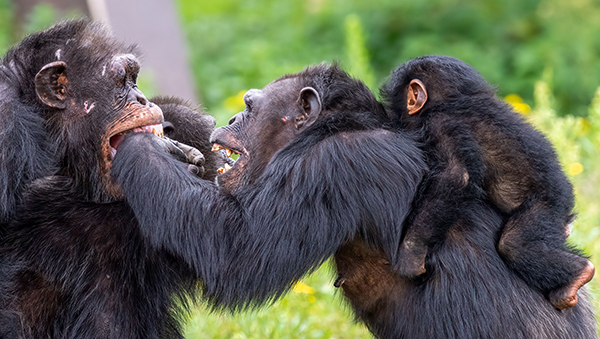 Chimpanzees interacting playfully in a natural habitat with lush greenery, showcasing social behavior and family bonds.