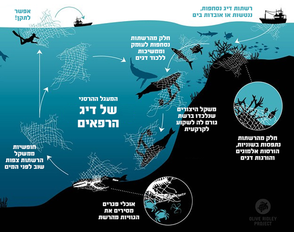אינפוגרפיקה המעגל ההרסני של רשתות הרפאים בים אינפוגרפיקה המעגל ההרסני של רשתות הרפאים בים
