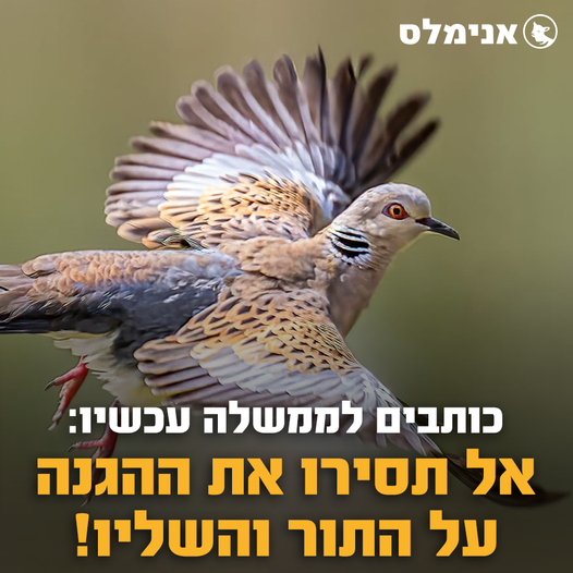 איסור הציד של התור המצוי והשליו הנודד איסור הציד של התור המצוי והשליו הנודד