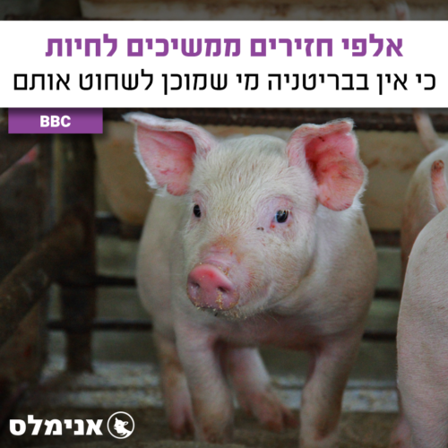 אלפי חזירים ממשיכים לחיות - כי אין בבריטניה מי שמוכן לשחוט אותם