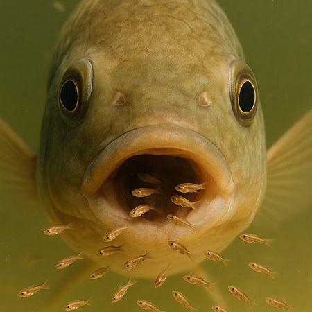 דג אמנון עם דגיגים בפה