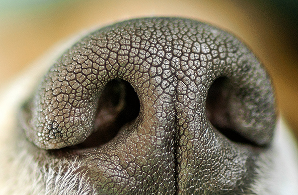 Close up of nose of dog with unique texture and visible pores an