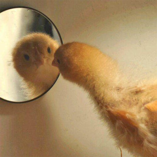 אפרוח מביט בראי