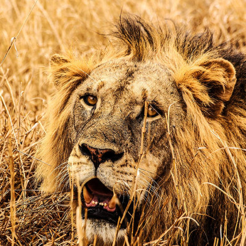 אריה צמא קניה בצורת