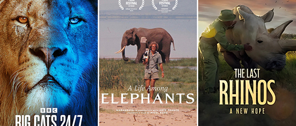 אריות פילים וקרנפים