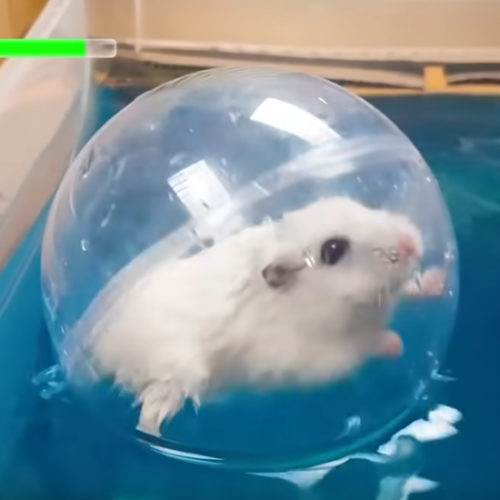 אוגר בתוך כדור צף במבוך. מתוך יוטיוב