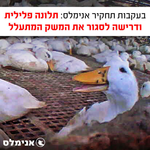 בעקבות-תחקיר-אנימלס-תלונה-פלילית-ודרישה-לסגור-את-המשק-המתעלל