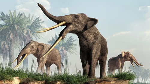 גופתוריום בפלורידה עם ארבעה חטים